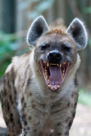 A Laughing Hyena.jpg