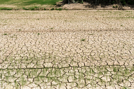 Rice Seedlings on Barren Field.jpg