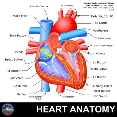 Anatomy of the Heart.jpg