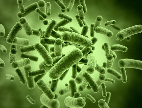 Illustration of Bacteria.jpg