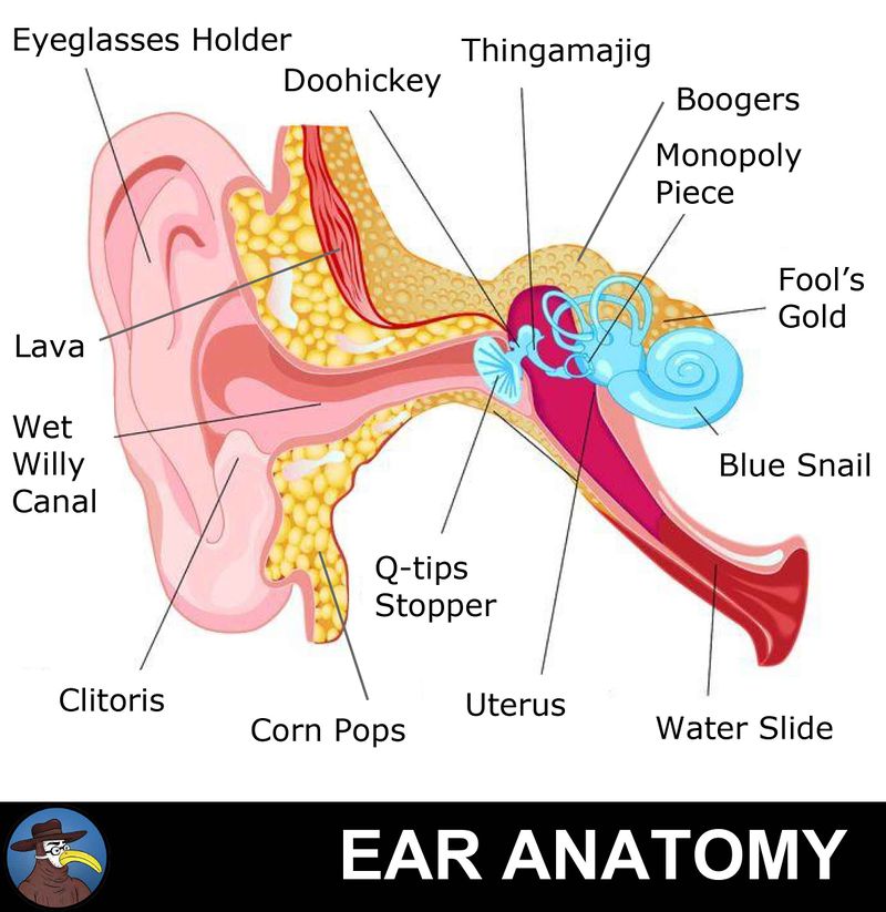 Anatomy of the Ear.jpg