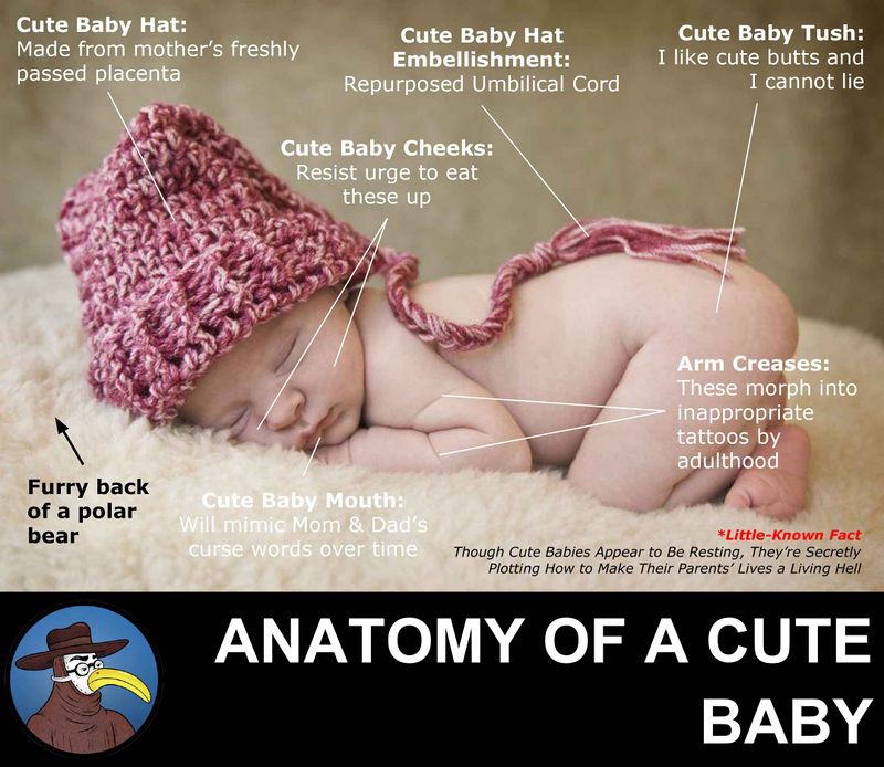 Anatomy of a Cute Baby.jpg