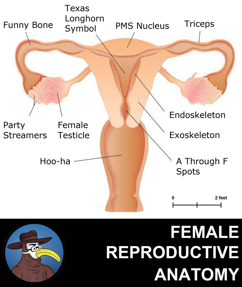 Anatomy of the Female Reproductive System.jpg