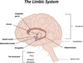 The Limbic System.jpg